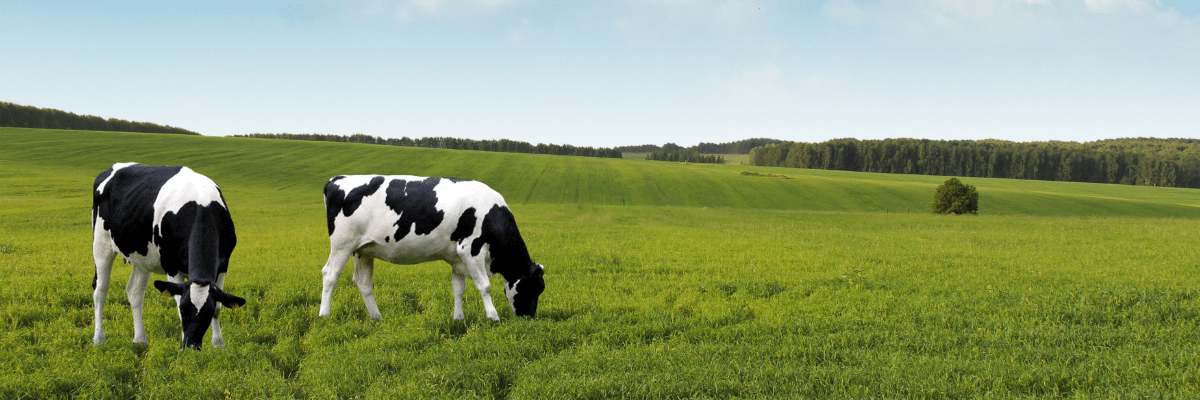 Cows Roaming Field